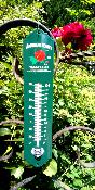 Thermomtre maill Vintage Rose American Beauty, thermomtre dcoratif